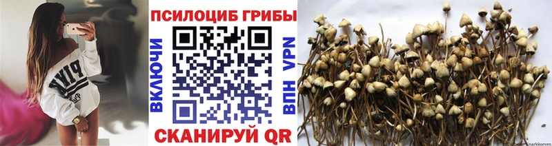 Галлюциногенные грибы GOLDEN TEACHER  Купить  Сясьстрой 